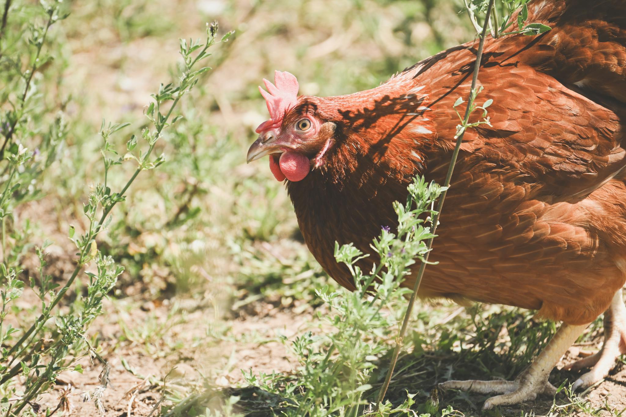 A red hen foraging outdoors on a farm surrounded by green plants.