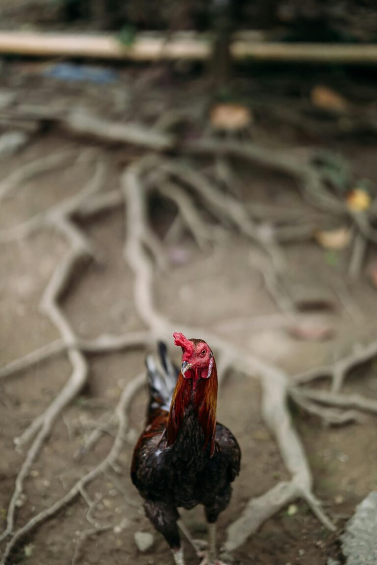 A vibrant rooster stands amidst tree roots, showcasing its striking plumage.