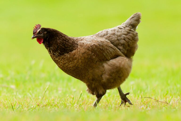 Brown chicken walking in lush green grass, perfect for farm and nature themes.