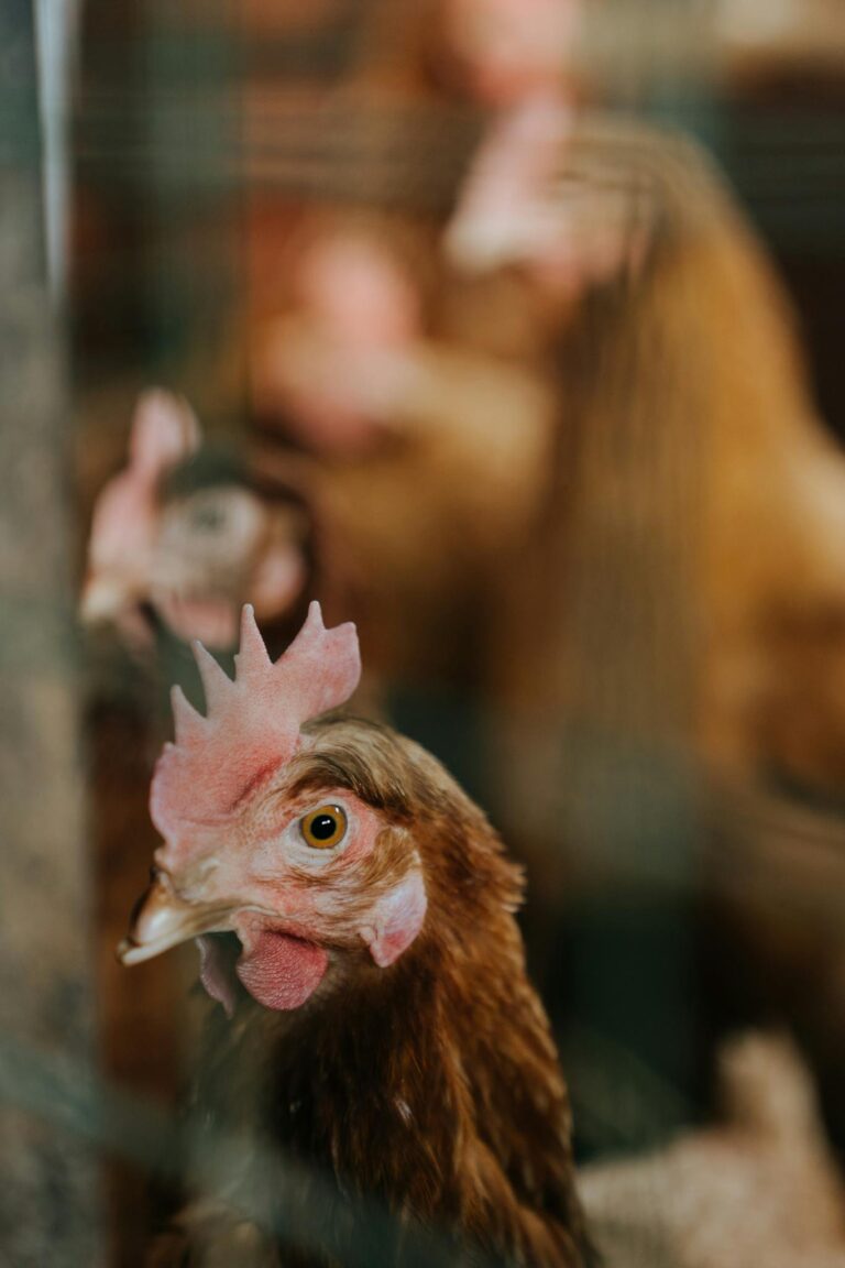 Detailed view of chickens inside a rural henhouse. Perfect for farm life stories.